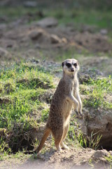 Yapmış olduğumuz bir gezi sırasında hayvanlar alemini yakından görme fırsatını yakaladık
