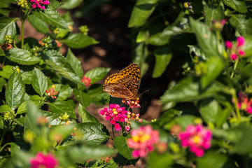Variegated Fritillary butterfly on Lantana flowers