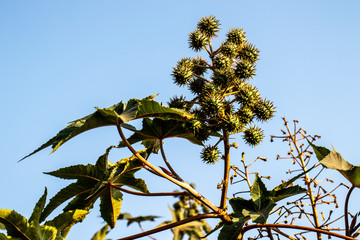 Castor beans plant on field in Brazil