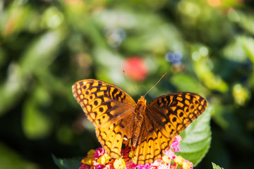 Variegated Fritillary butterfly on Lantana flowers