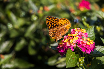 Variegated Fritillary butterfly on Lantana flowers