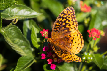 Variegated Fritillary butterfly on Lantana flowers