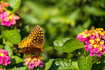 Variegated Fritillary butterfly on Lantana flowers