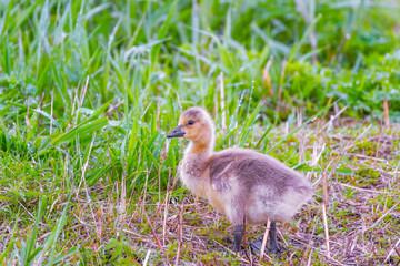 Canada Goose goslings going to the pond.Ottawa Wildlife National Refuge.Ohio.USA