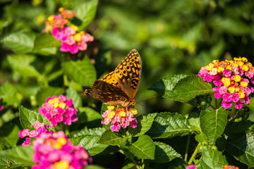 Variegated Fritillary butterfly on Lantana flowers