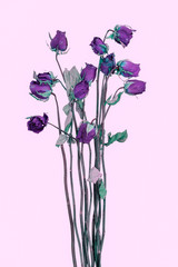 rose wither , failing in love