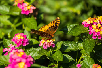 Great spangled fritillary butterfly sitting on Lantana wildflowers