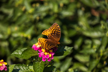 Great spangled fritillary butterfly sitting on Lantana wildflowers