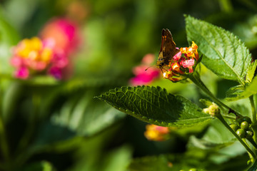 Crossline Skipper sitting on Lantana flowers
