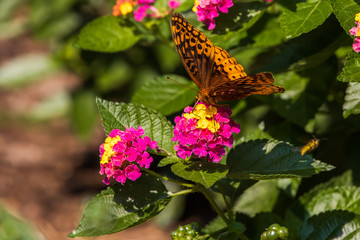 Great spangled fritillary butterfly sitting on Lantana wildflowers