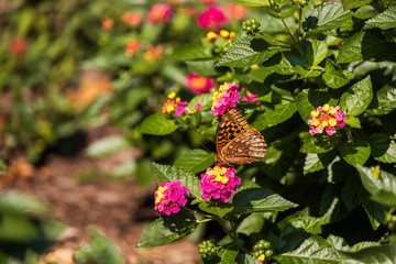 Great spangled fritillary butterfly sitting on Lantana wildflowers