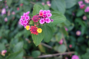 屋外のランタナの花