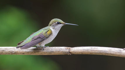 Detailed Hummingbird