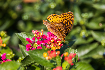 Great spangled fritillary butterfly sitting on Lantana wildflowers