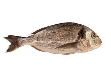 Gilthead raw fish isolated on a white background. Cut out.