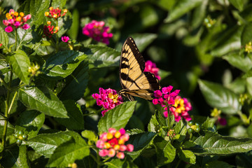 Eastern Tiger Swallowtail on Lantana wildflowers
