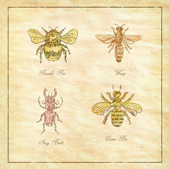 Fototapeta na wymiar Bumble Bee, Wasp, Stag Beetle and Queen Bee Vintage Collection