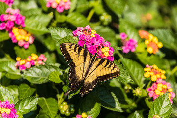 Eastern Tiger Swallowtail on Lantana wildflowers