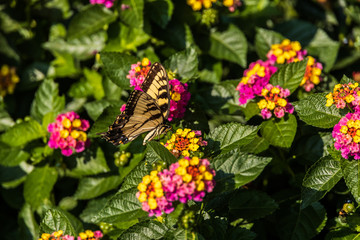 Eastern Tiger Swallowtail sitting on Lantana wildflowers