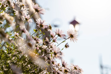 가을안개 와 구절초