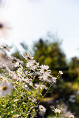 가을안개 와 구절초