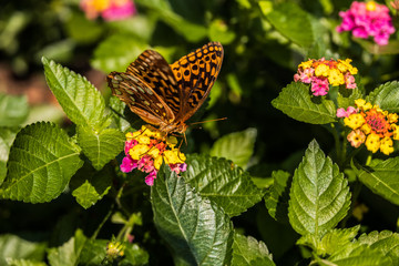 Great spangled fritillary butterfly sitting on Lantana wildflowers