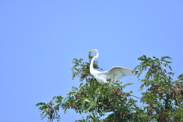 White stork in the natural environment
