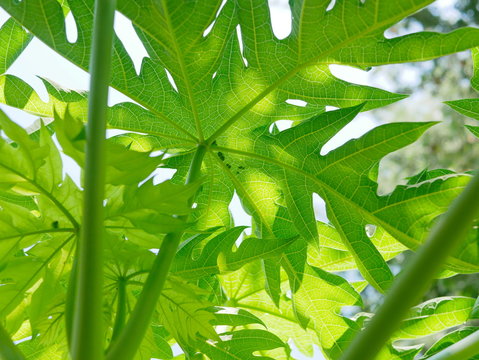 Refreshing young green papaya leaves and stems