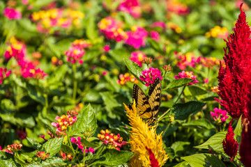 Eastern Tiger Swallowtail on Lantana wildflowers