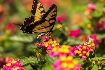 Eastern Tiger Swallowtail close-up, sitting on Lantana wildflowers