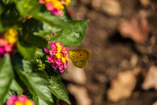  Little Yellow butterfly sitting on Lantana wildflowers