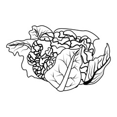 healthy vegetables design, cauliflower icon