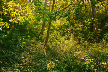 やわらかい西日が差し込む秋の里山の斜面