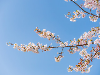 桜の枝と青空を見上げる