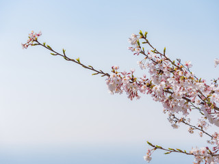 桜の枝と青空