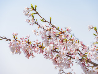 桜の枝と青空