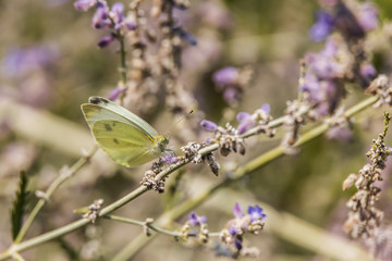 Dainty Sulphur butterfly sitting on purple flowers