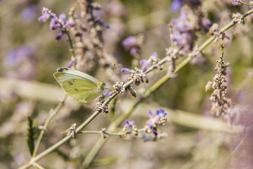 Dainty Sulphur butterfly sitting on purple flowers