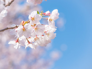 桜の枝と青空