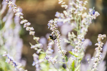 Close-up of bee on lilac colored flowers