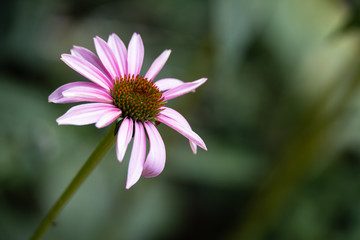Fototapeta premium Purple wildflowers close-up