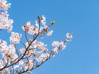 桜の枝と青空