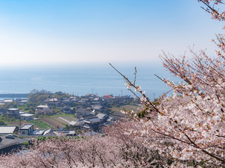 桜の丘から見える町並み