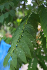 Water on leaf After Rainy