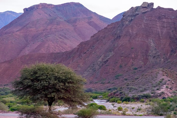 Paisajes con un árbol de primer plano