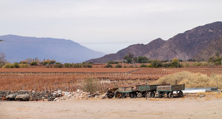 Campos de Viñedos en el norte de Argentina Sur América