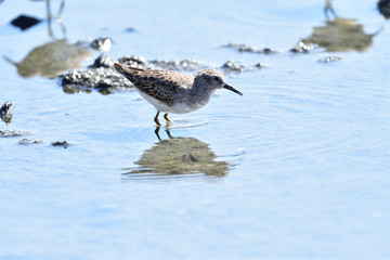 A Sandpiper