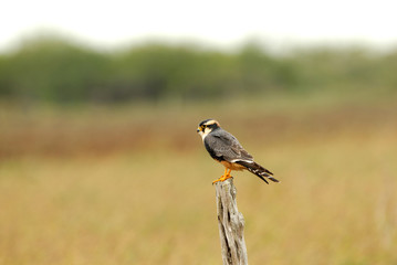 Falco femoralis