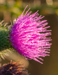 Purple thistle flower with dew drops