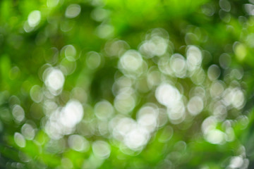 Swirling bokeh background of trees in a bright green garden Shot with a vintage lens.